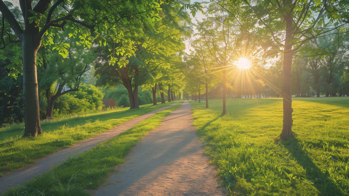 Picture of a summer evening on a walking path with green trees and green grass. The sun is setting.